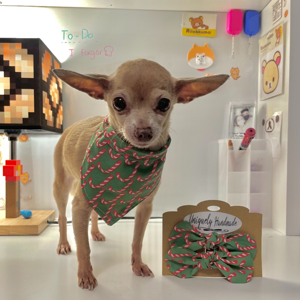 Dog Bandana, Bow ,Christmas Picture ,Matching Set, Photoshoot, Picture Perfect ,